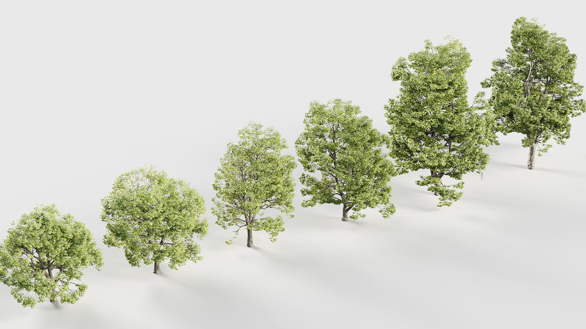 Acer campestre Hedge maple 3D model_6