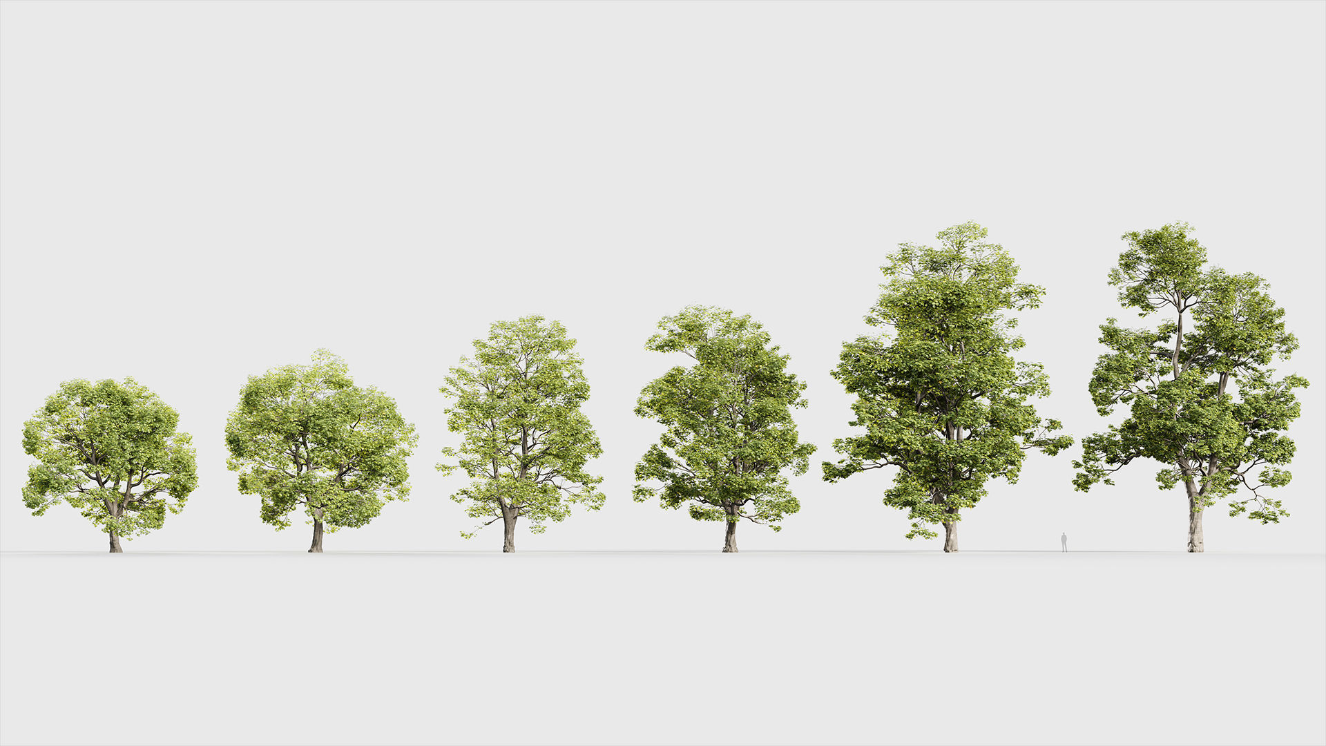 Acer campestre Hedge maple 3D model_1