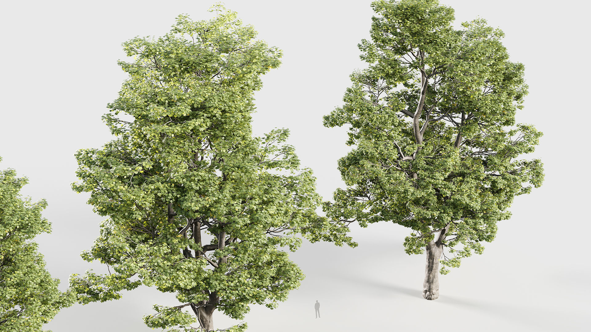 Acer campestre Hedge maple 3D model_4