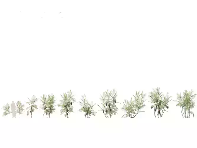 Chamaedorea costaricana - Chamaedorea tepejilote