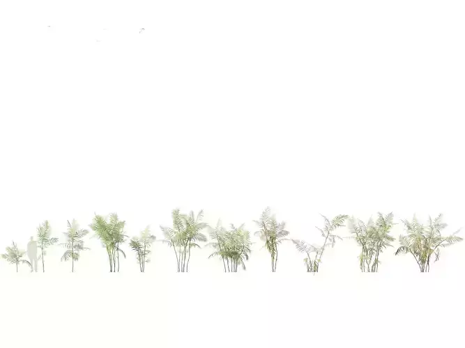 HighPoly - Low Poly-Chamaedorea elegans - Parlor palm