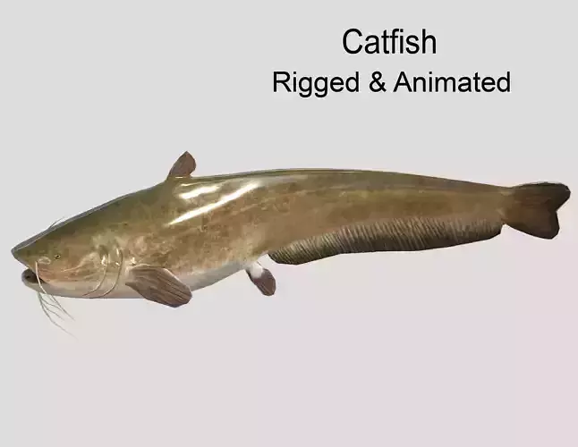 Catfish Realistic Animated Low-poly 3D model