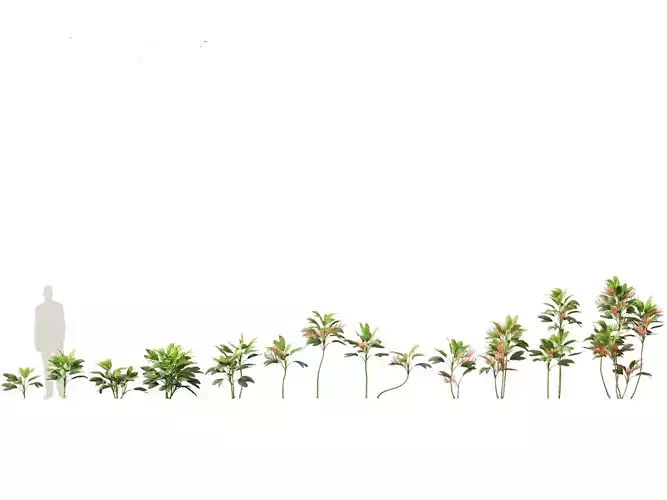 Chamaedorea metallica - Metallic Palm