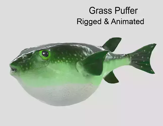 Grass Puffer Realistic Animated Low-poly 3D model
