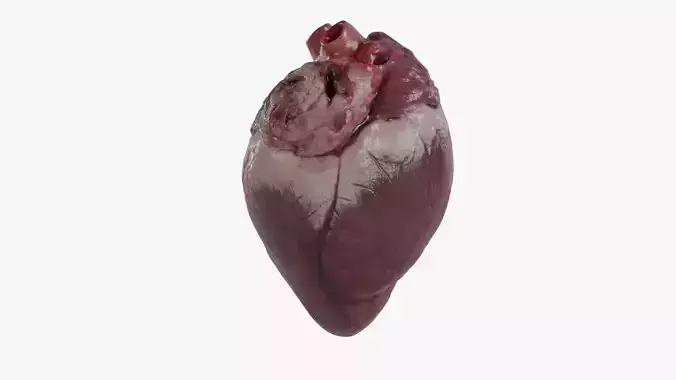 Human Heart 