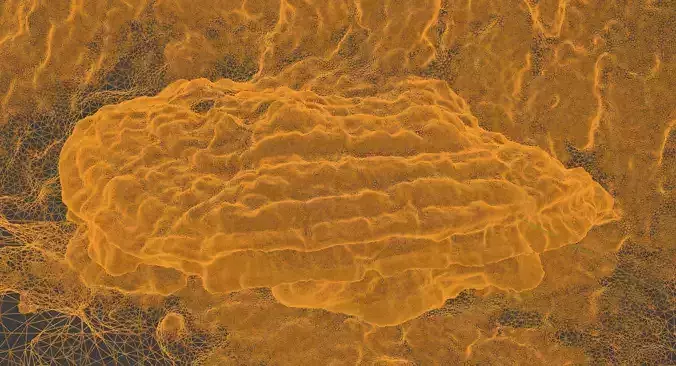 Valley Oak Mystery Mushroom