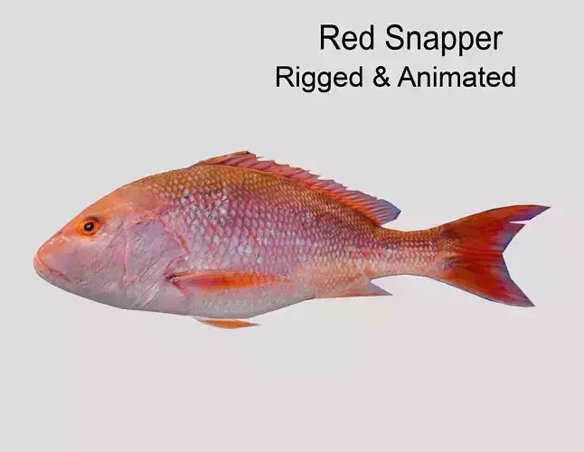 Red Snapper Low-poly 3D model