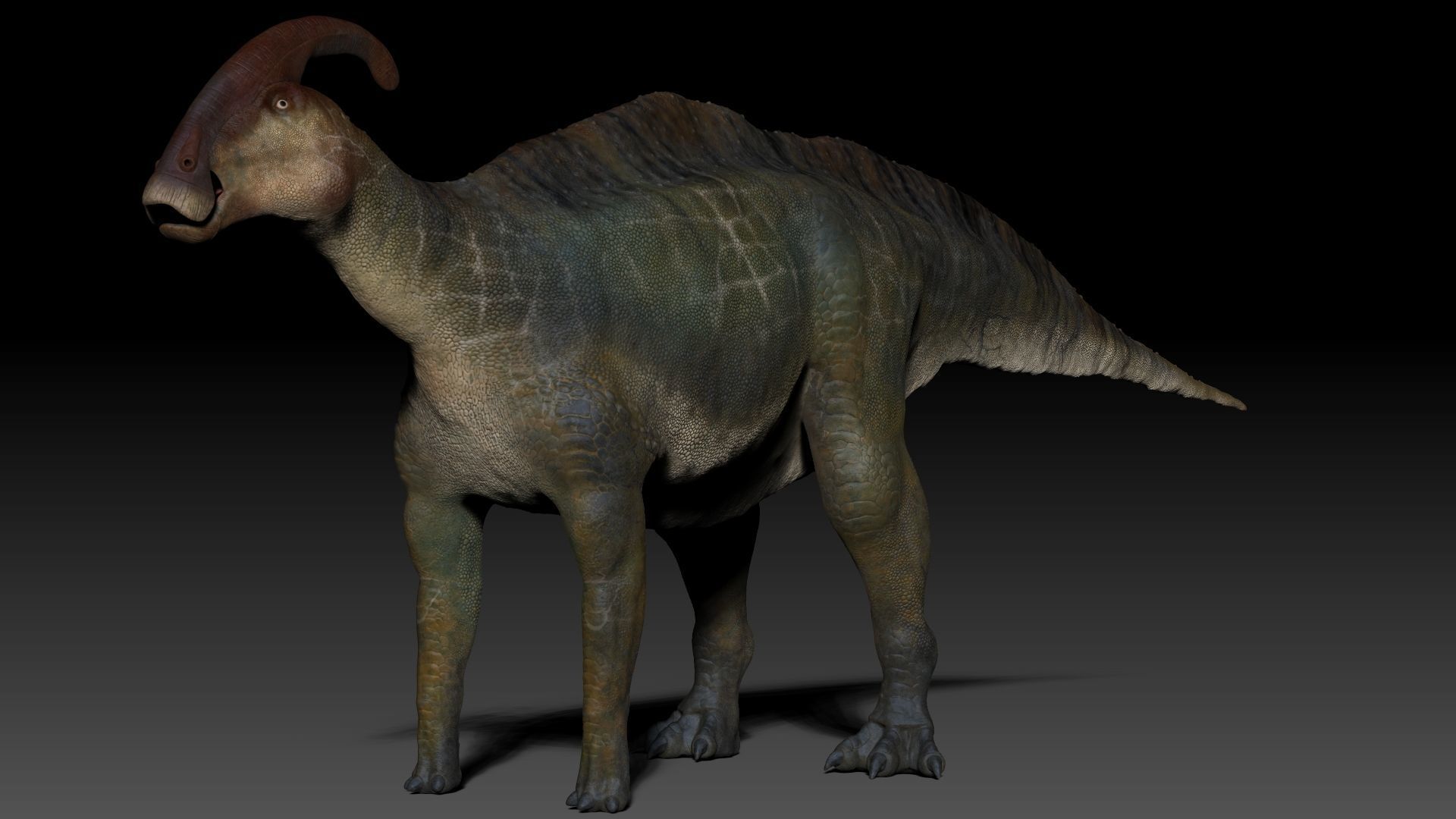 Dinosaur Parasaurolophus Sculpt Project 3D model_9