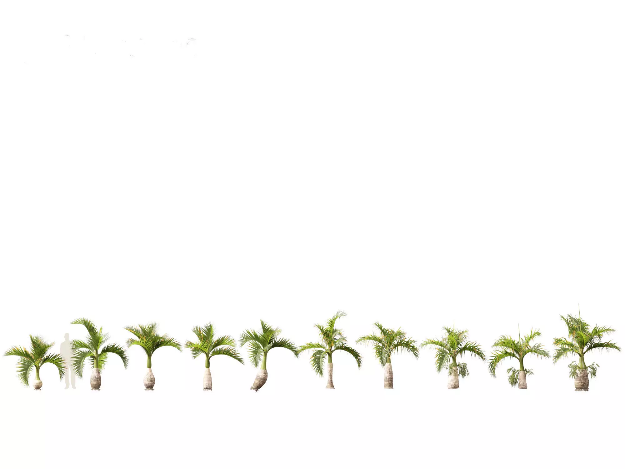 Hyophorbe lagenicaulis - Bottle Palm 01 3D model