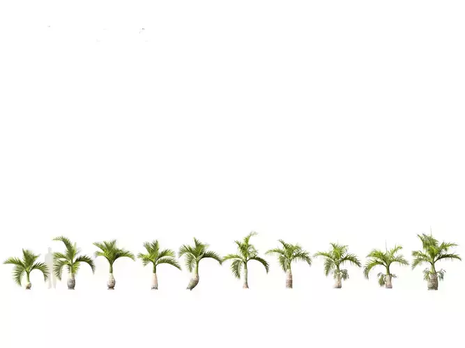 Hyophorbe lagenicaulis - Bottle Palm 01