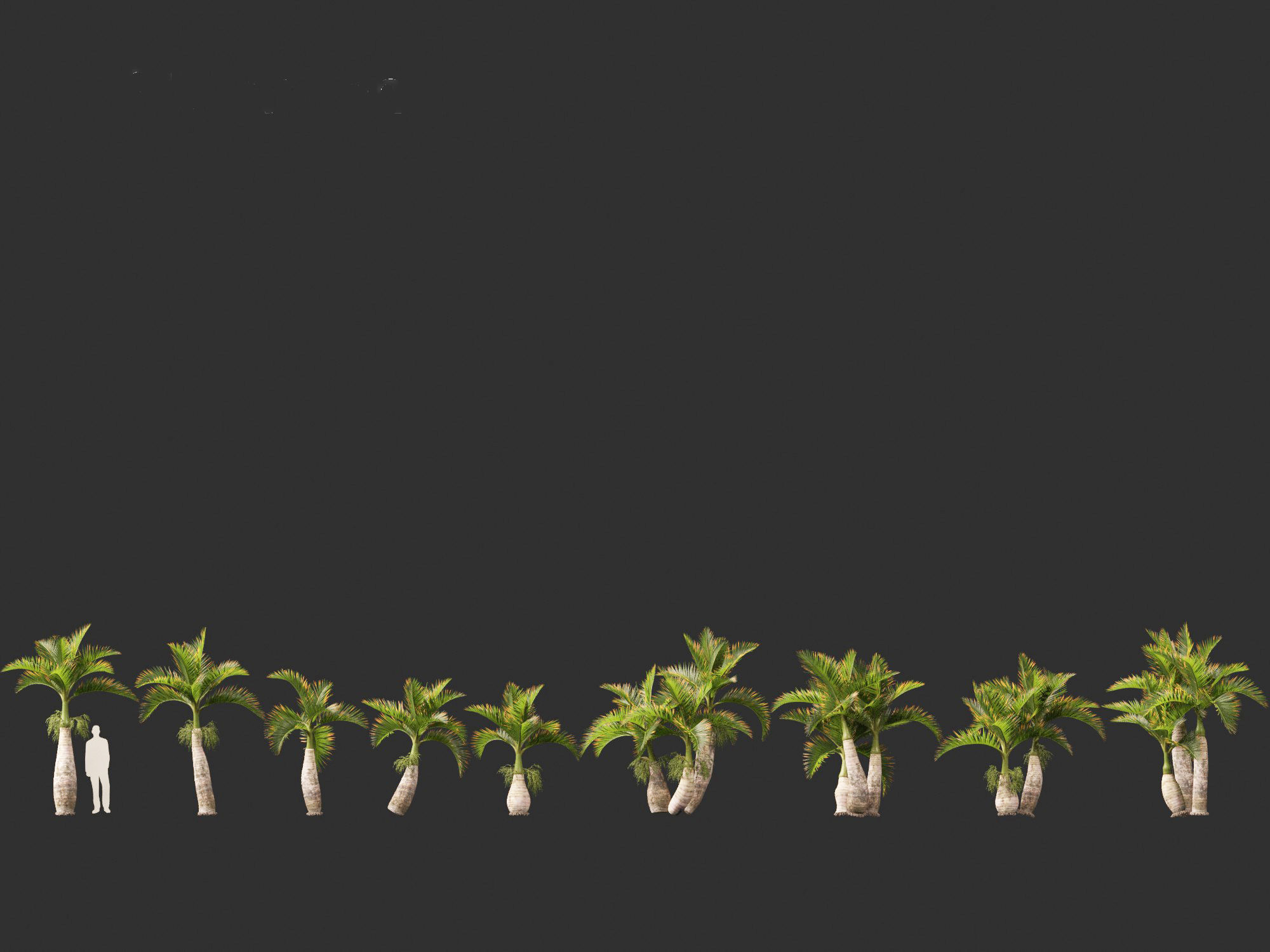 Hyophorbe lagenicaulis - Bottle Palm 02 3D model_3