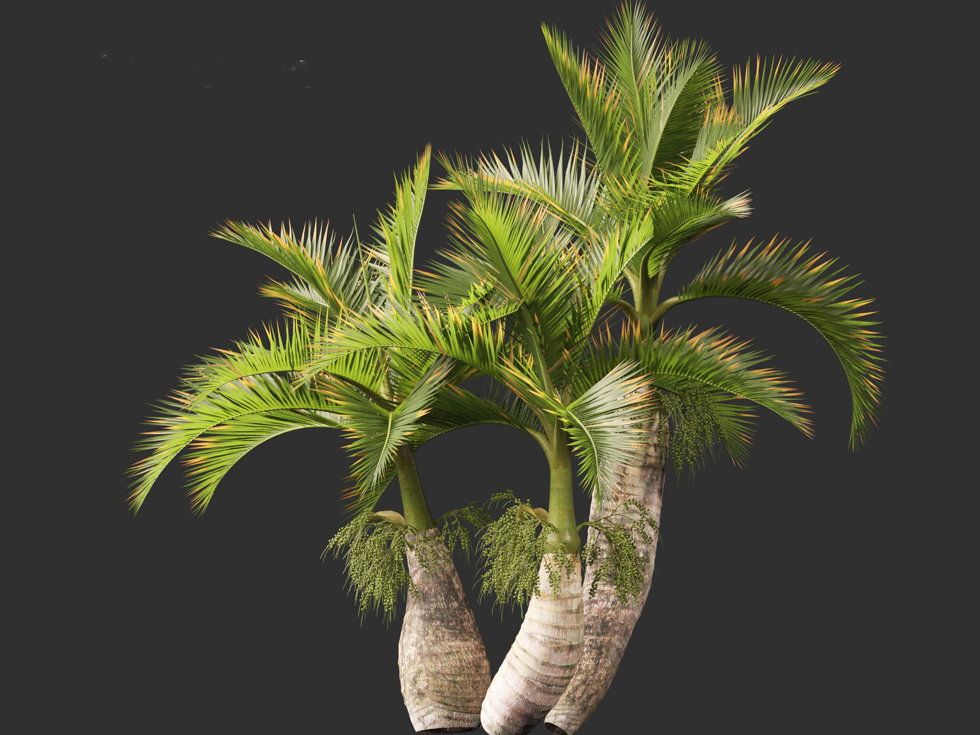 Hyophorbe lagenicaulis - Bottle Palm 02 3D model_10
