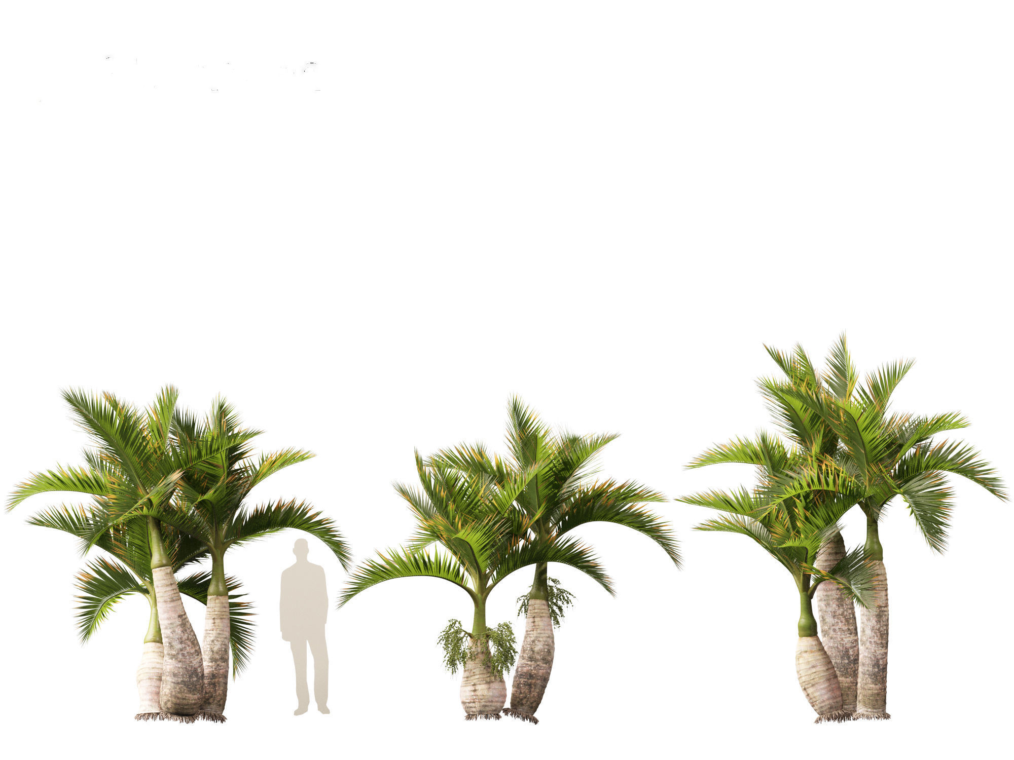 Hyophorbe lagenicaulis - Bottle Palm 02 3D model_8