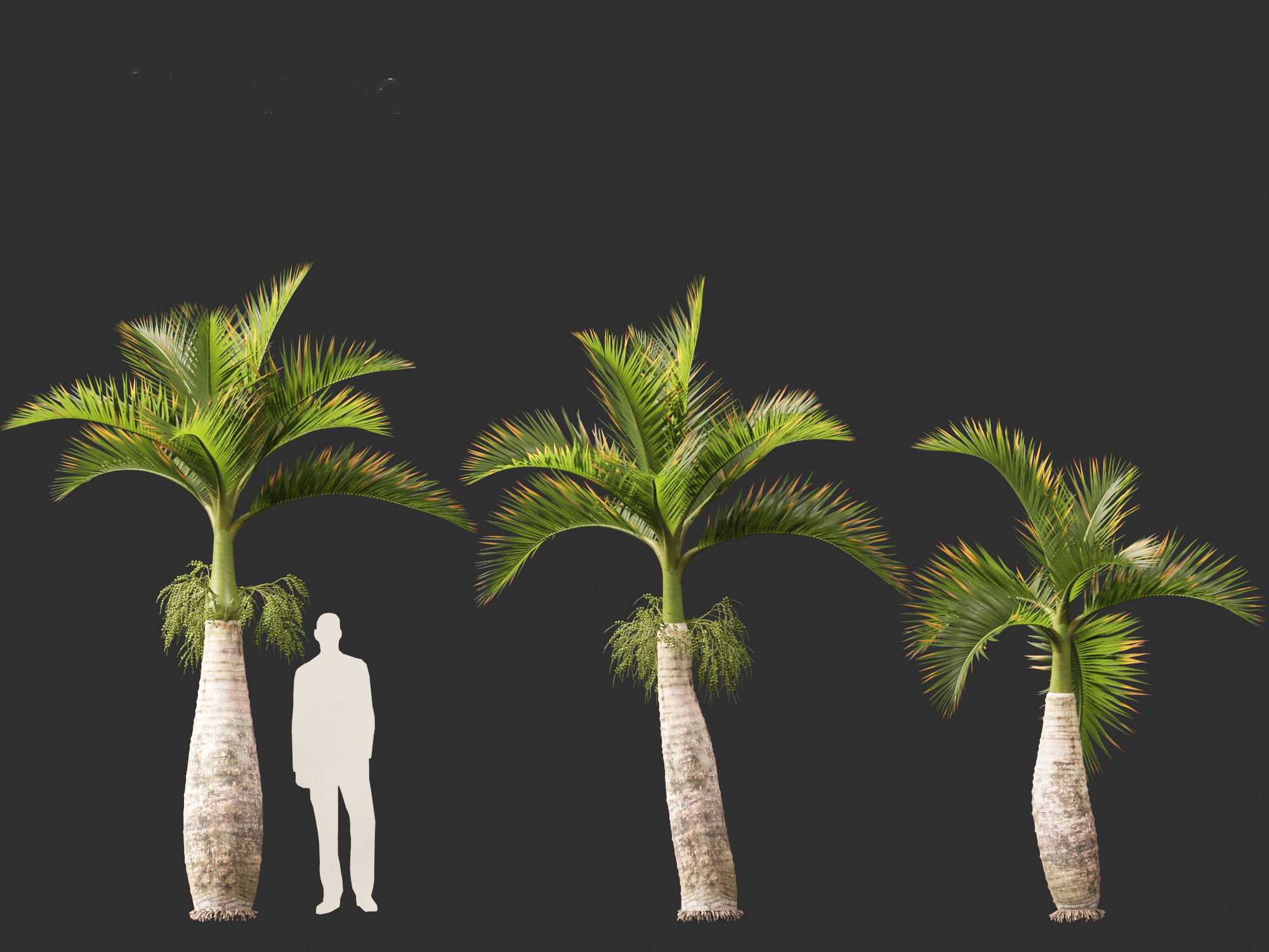 Hyophorbe lagenicaulis - Bottle Palm 02 3D model_5