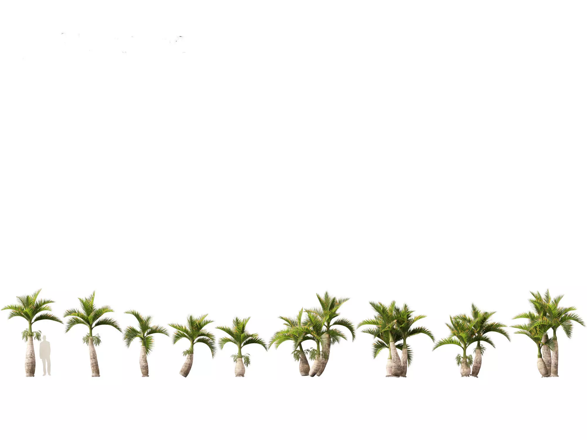 Hyophorbe lagenicaulis - Bottle Palm 02 3D model_0