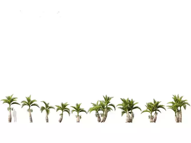 Hyophorbe lagenicaulis - Bottle Palm 02