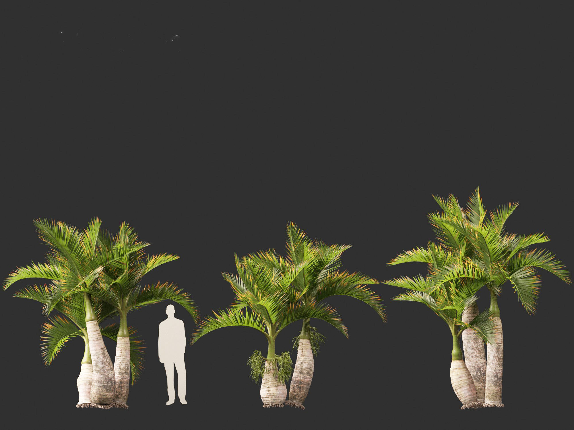 Hyophorbe lagenicaulis - Bottle Palm 02 3D model_9