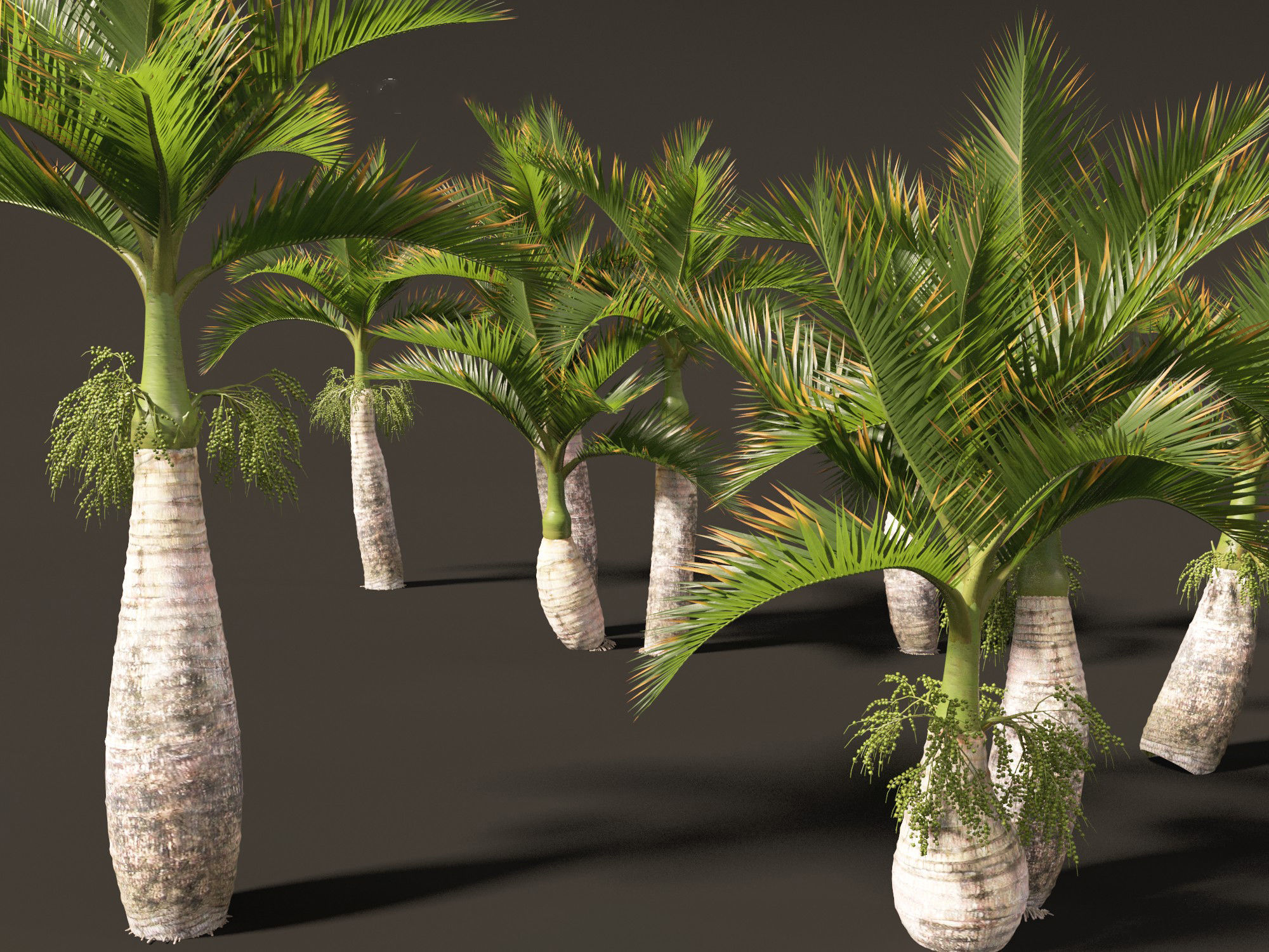 Hyophorbe lagenicaulis - Bottle Palm 02 3D model_1