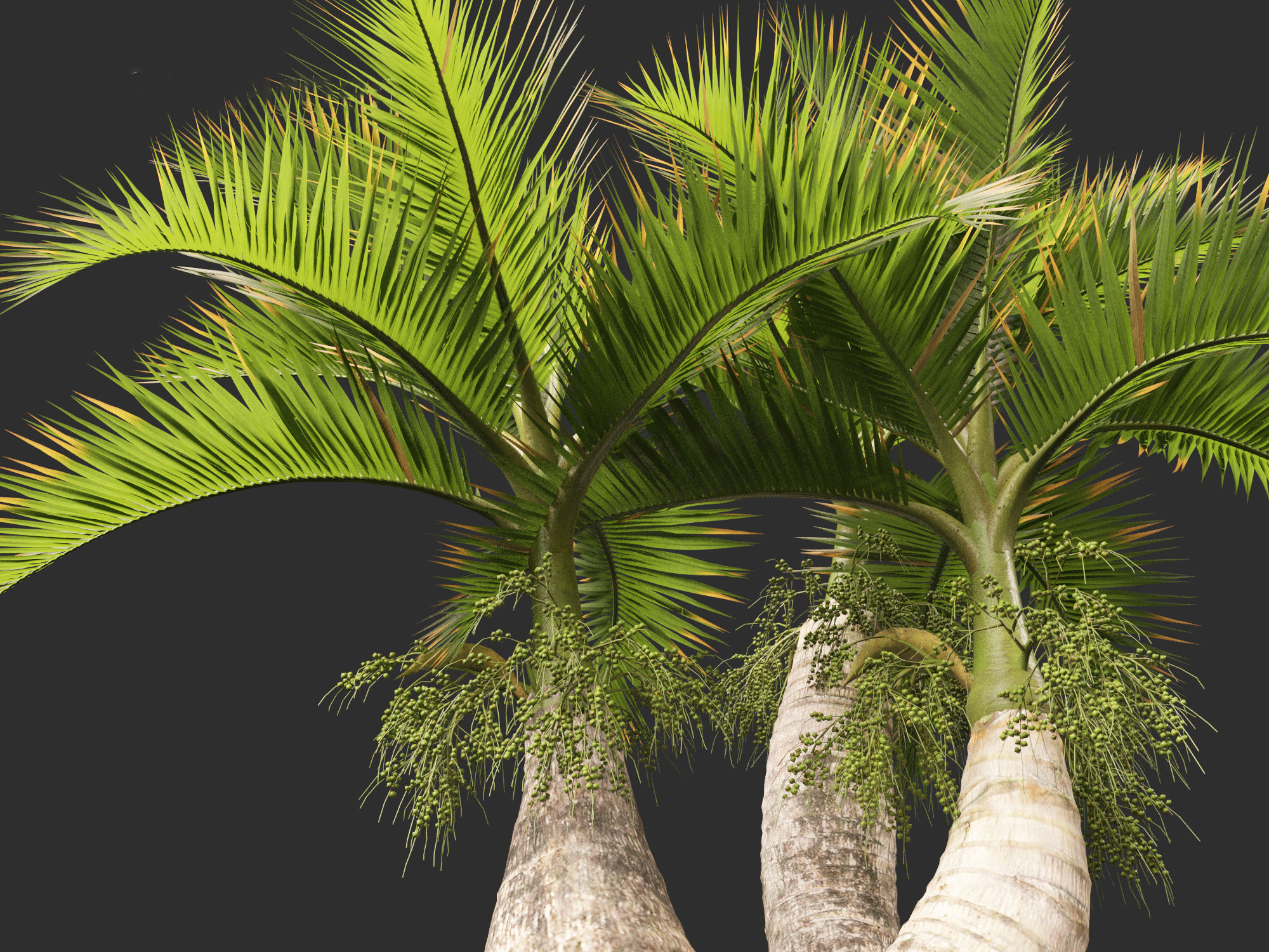 Hyophorbe lagenicaulis - Bottle Palm 02 3D model_2