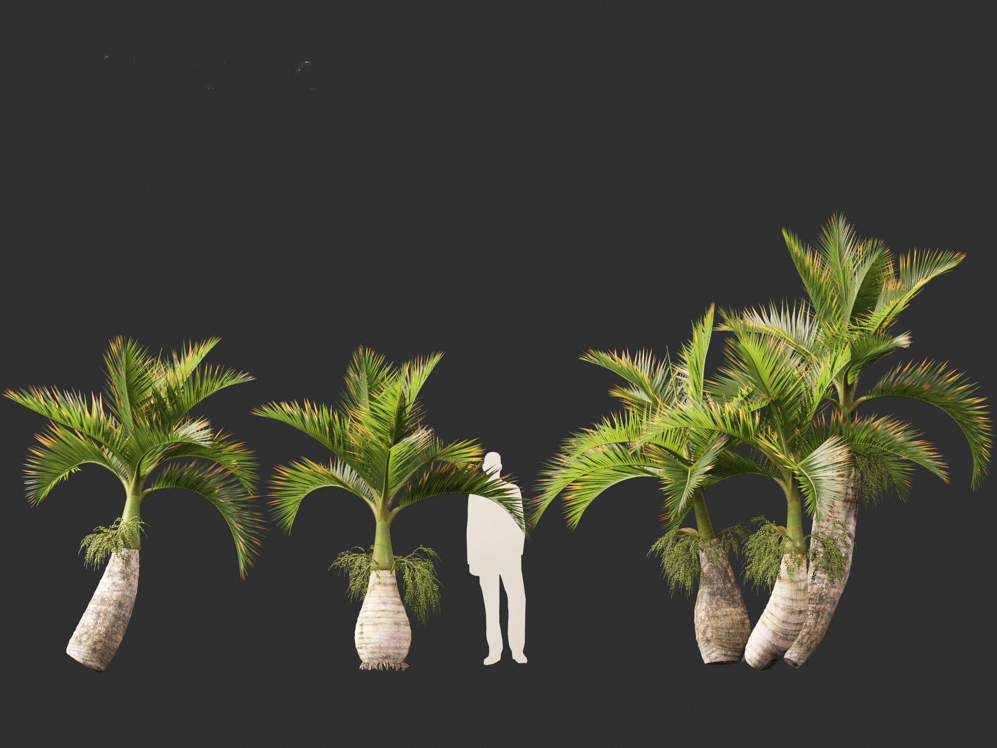 Hyophorbe lagenicaulis - Bottle Palm 02 3D model_7