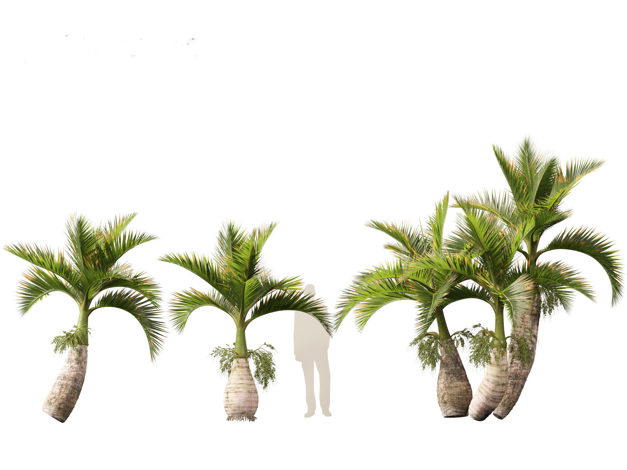 Hyophorbe lagenicaulis - Bottle Palm 02 3D model_6