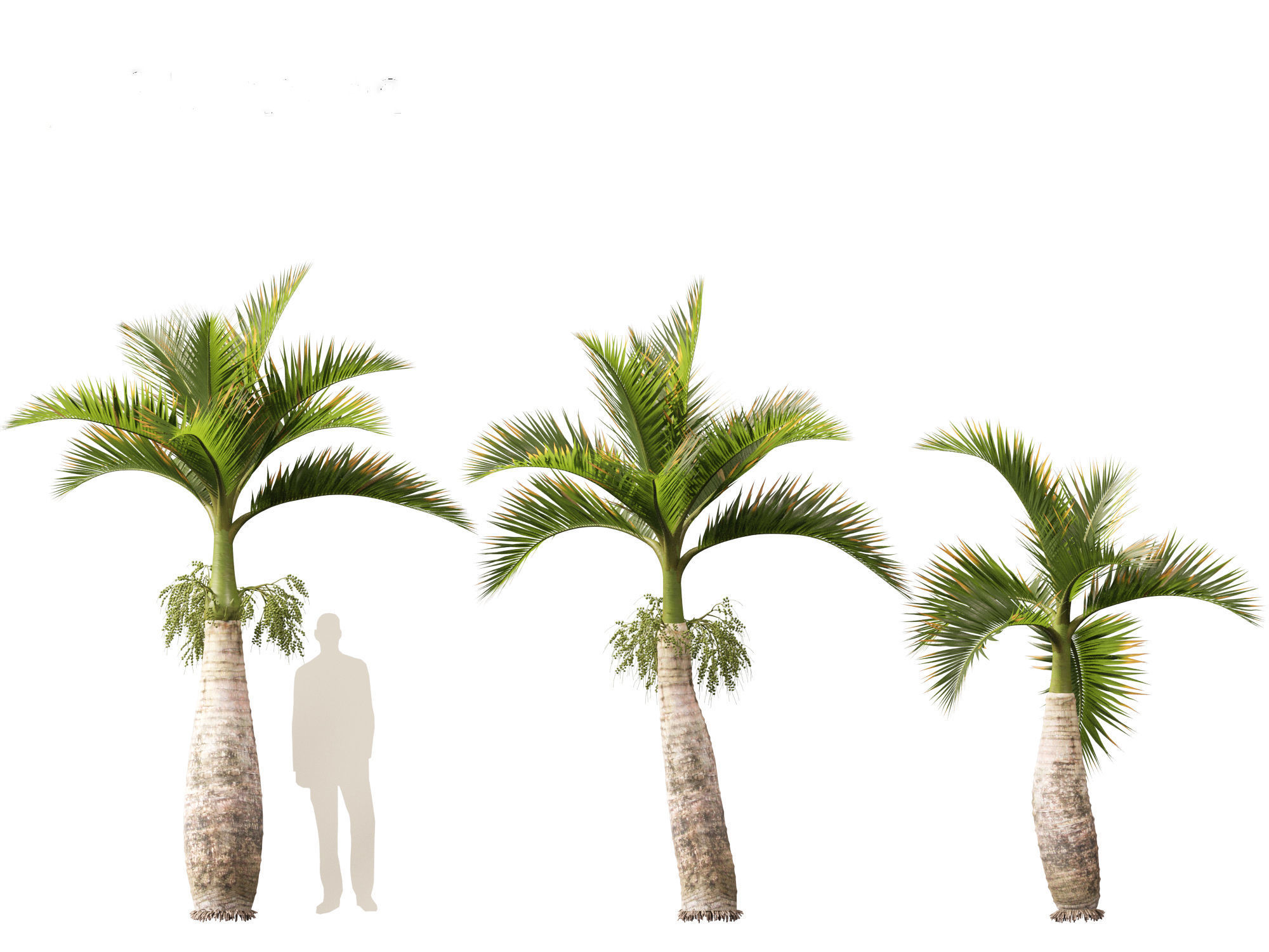 Hyophorbe lagenicaulis - Bottle Palm 02 3D model_4