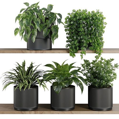 Plants on Shelf SetV6 3D model