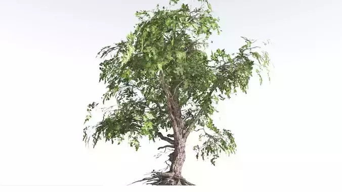 EVERYPlant Single-Leaf Pinyon Pine LowPoly 2 --16 Models-- Low-poly 3D model