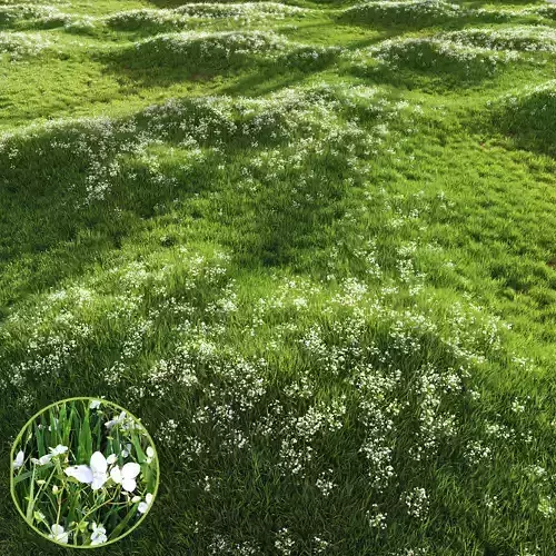Grass Beautiful Lawn With Libertia Grandiflora 3D model