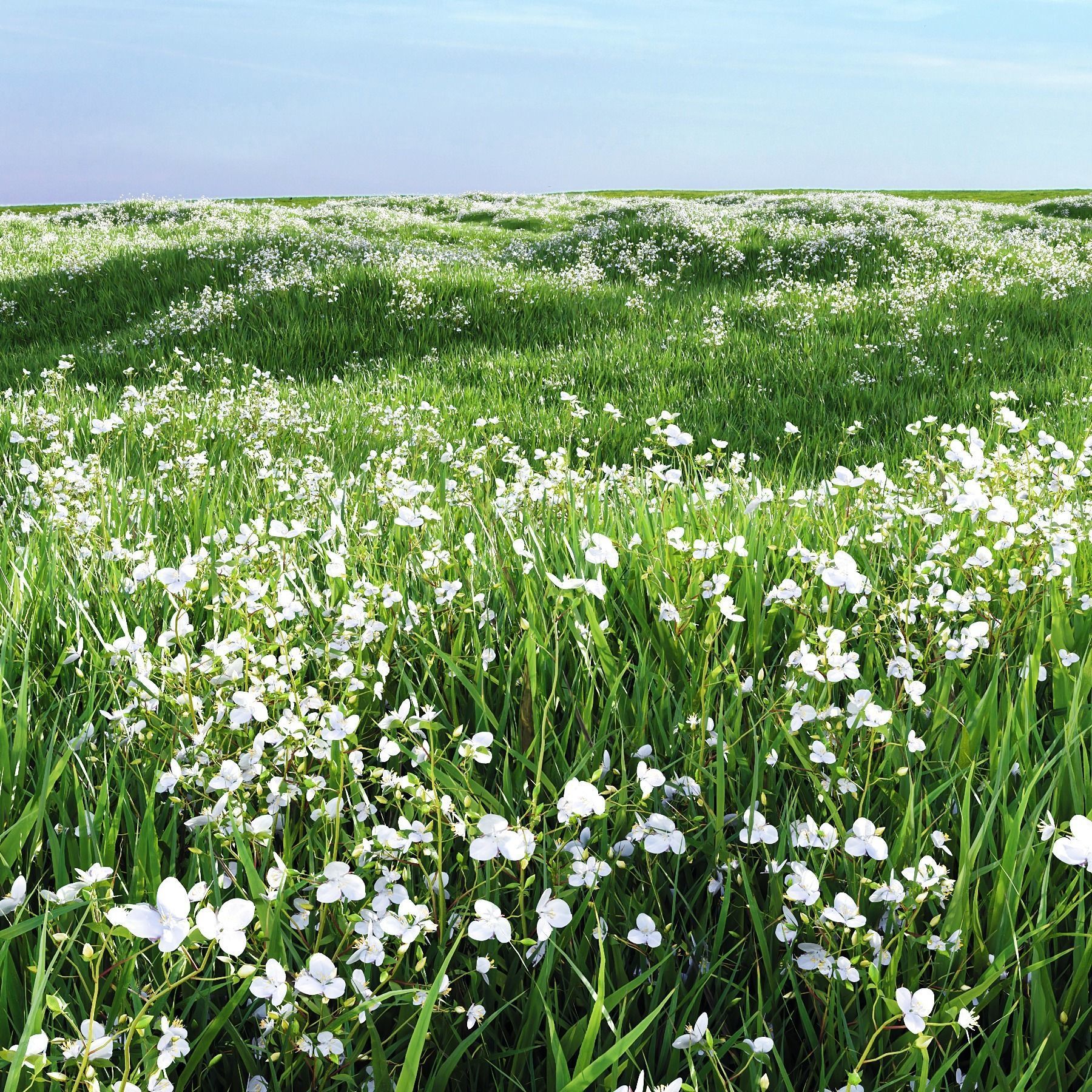 Grass Beautiful Lawn With Libertia Grandiflora 3D model_1