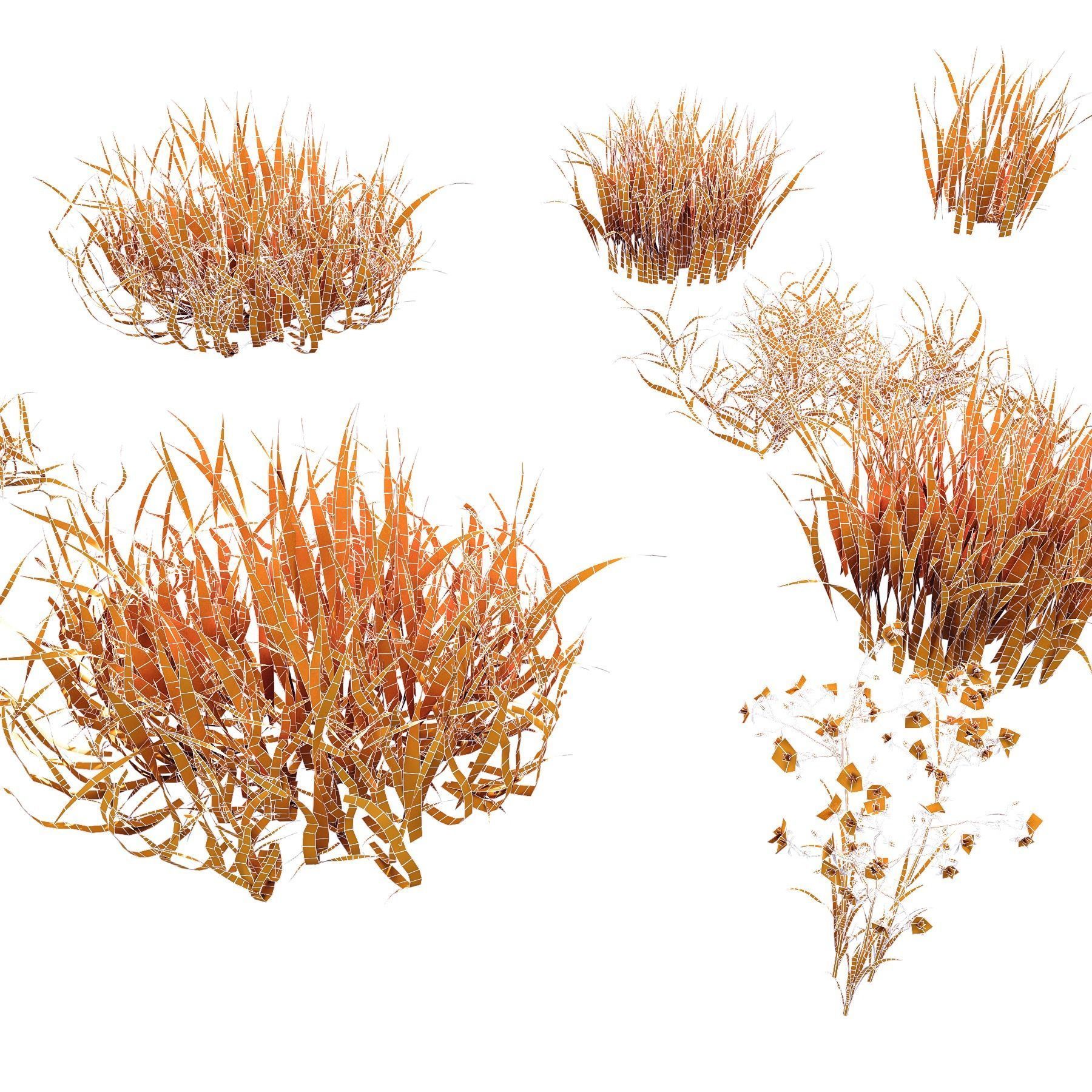 Grass Beautiful Lawn With Libertia Grandiflora 3D model_3