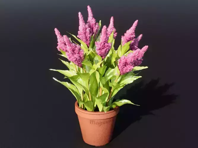 Celosia cristata