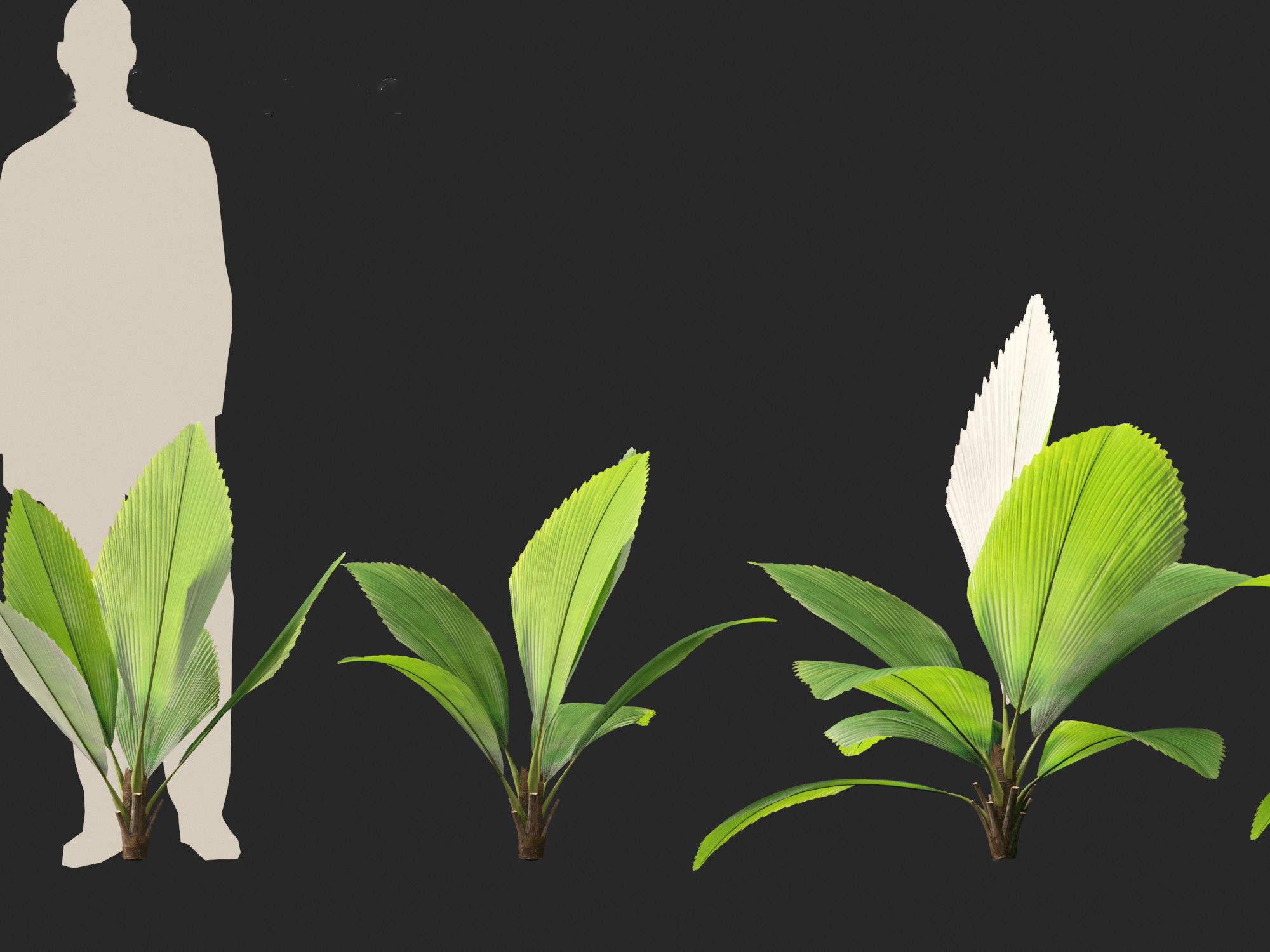 Johannesteijsmannia altifrons - Joey Palm 3D model_5