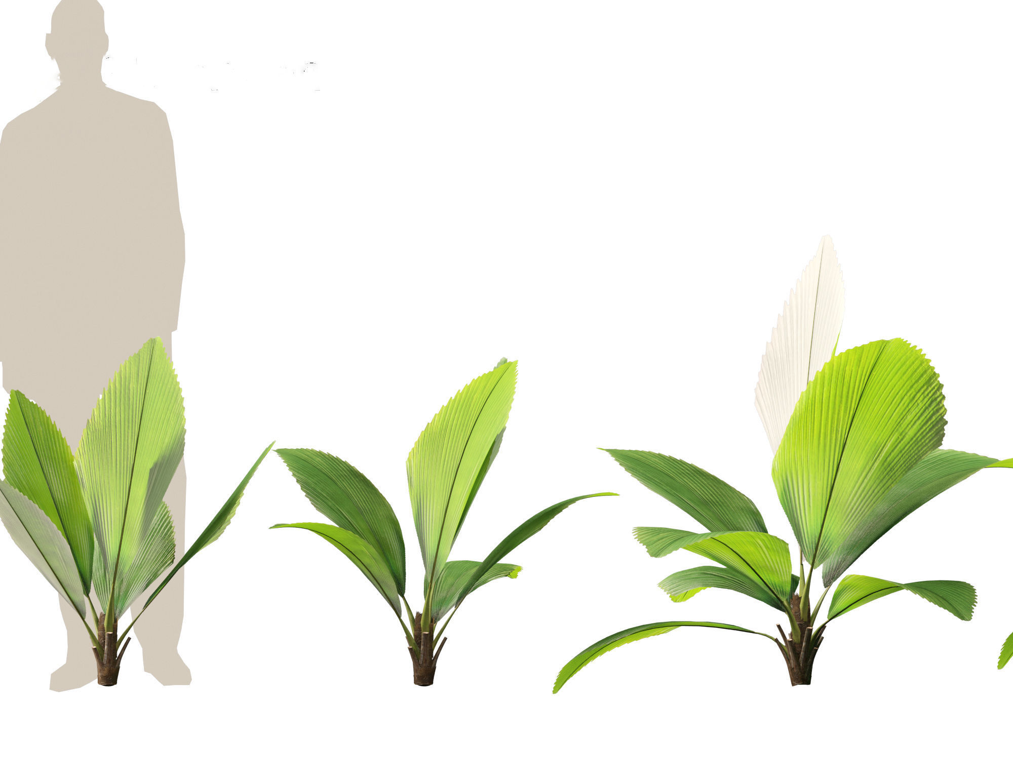 Johannesteijsmannia altifrons - Joey Palm 3D model_4