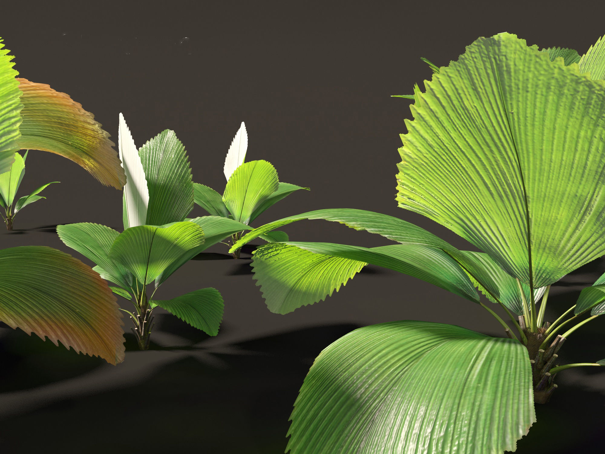 Johannesteijsmannia altifrons - Joey Palm 3D model_2