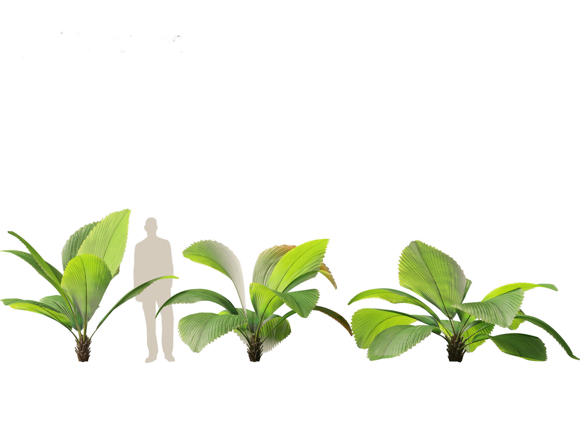 Johannesteijsmannia altifrons - Joey Palm 3D model_8