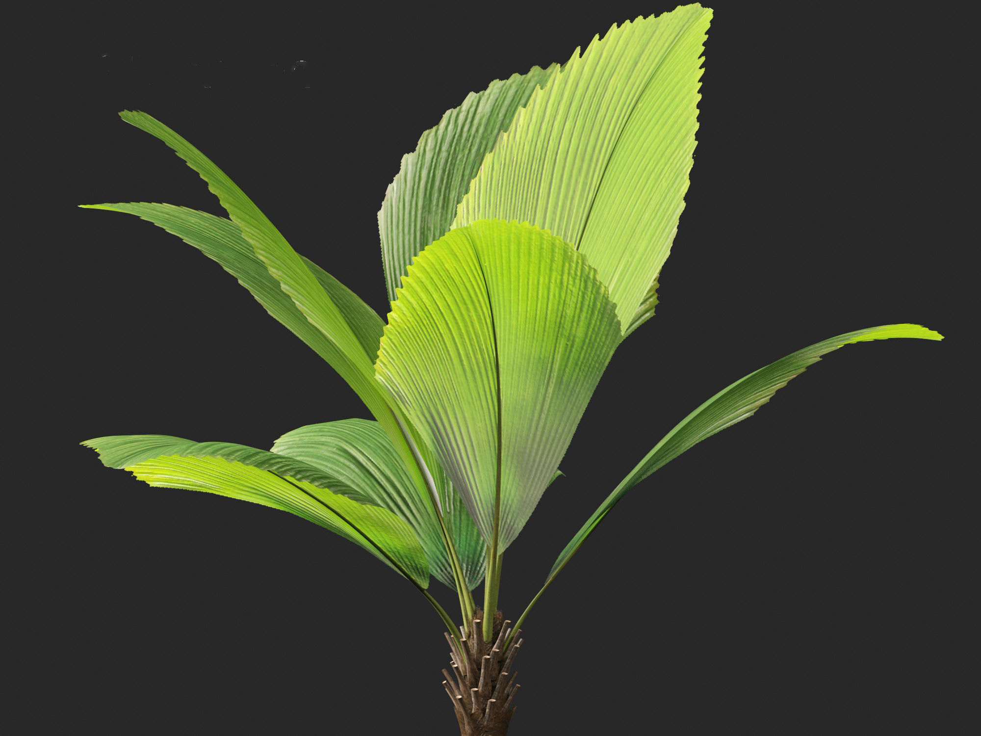 Johannesteijsmannia altifrons - Joey Palm 3D model_1