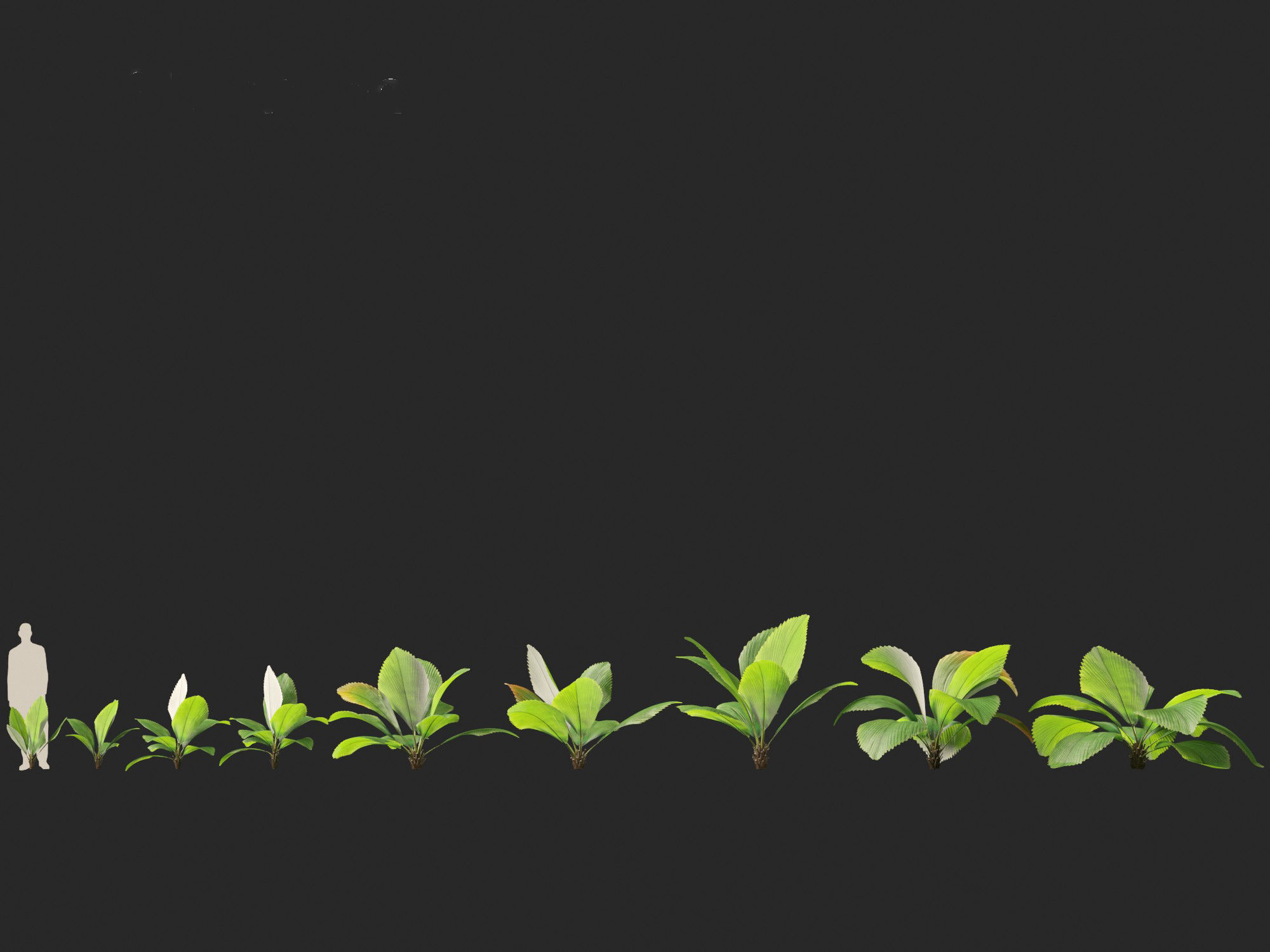 Johannesteijsmannia altifrons - Joey Palm 3D model_3