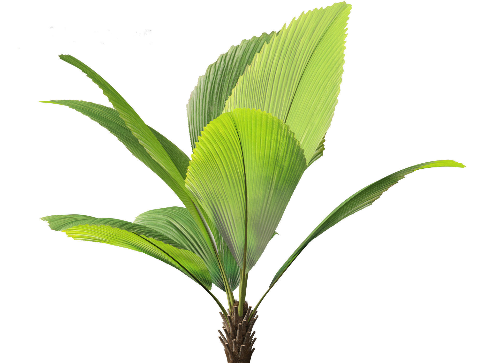 Johannesteijsmannia altifrons - Joey Palm 3D model_10