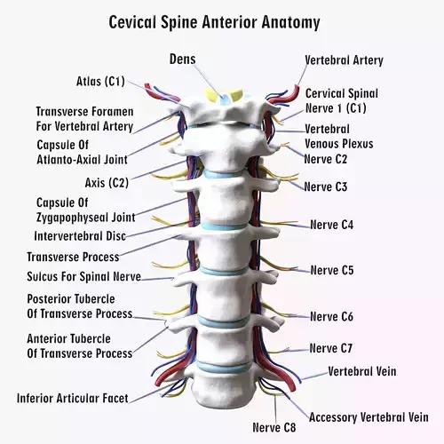 Cervical Spine Vertebrae Nerve 3D model