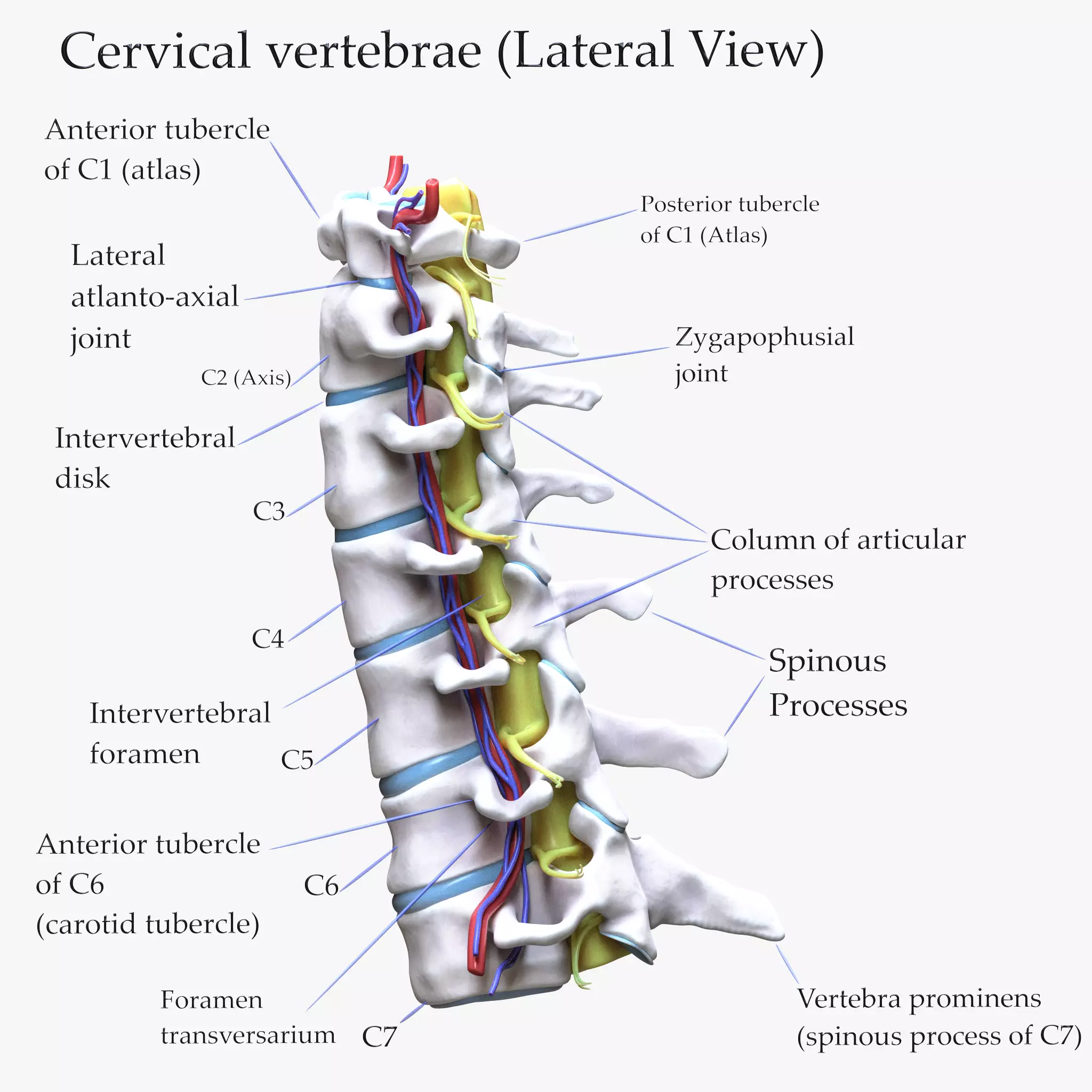 Cervical Spine Vertebrae 3D model