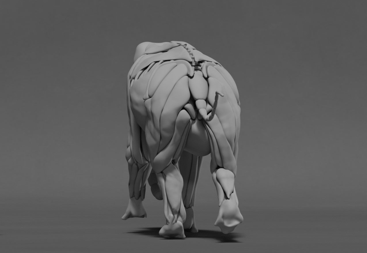 Elephant Skeleton and Muscle 3D model_5