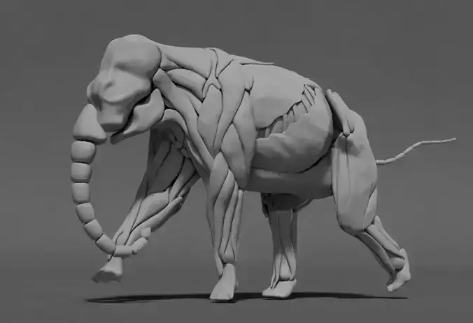 Elephant Skeleton and Muscle