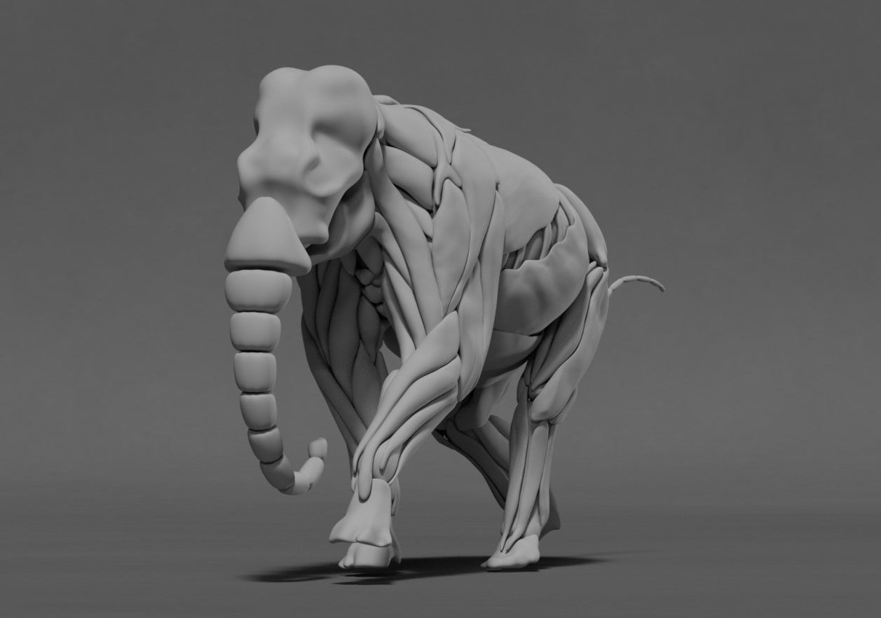 Elephant Skeleton and Muscle 3D model_1