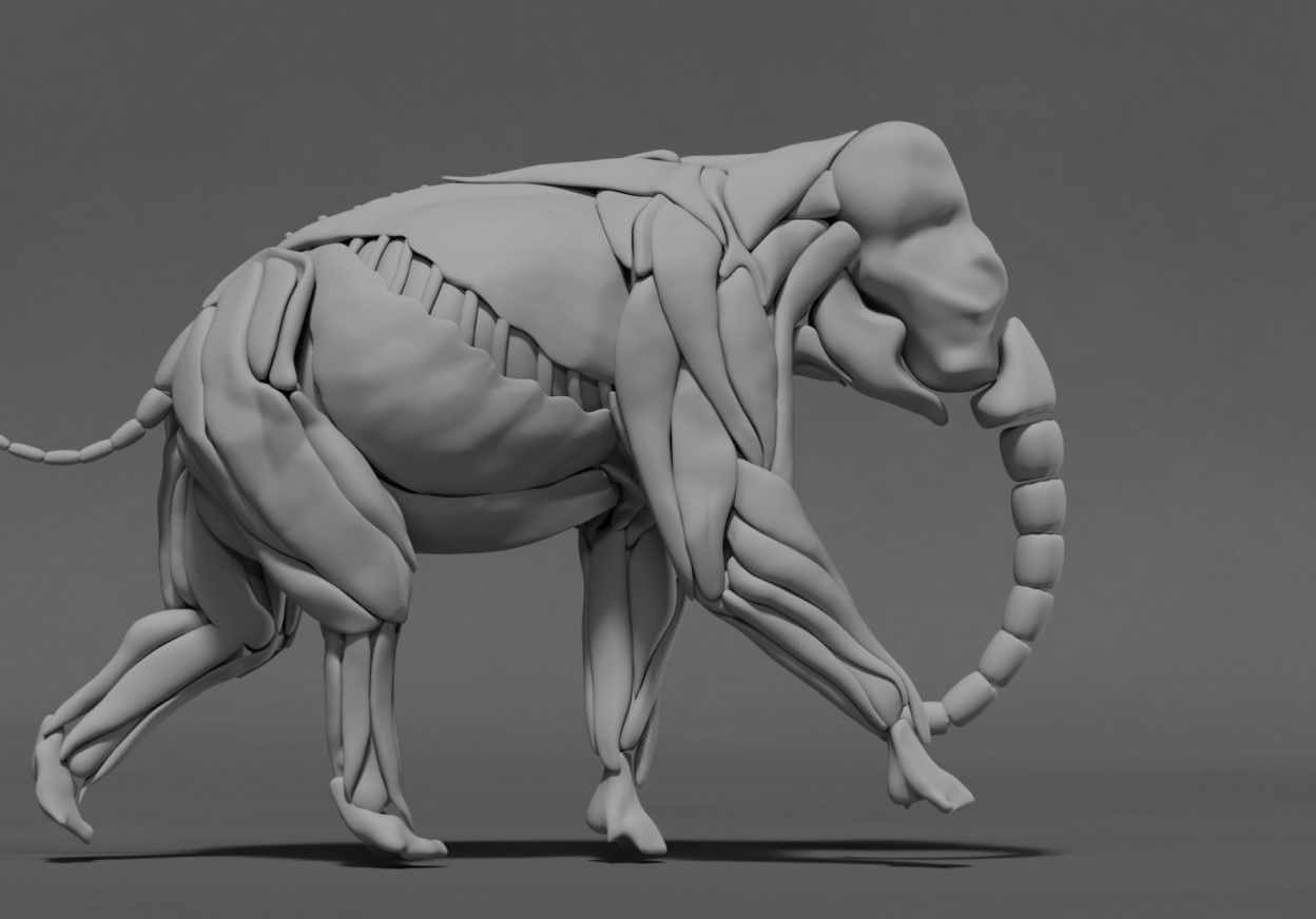 Elephant Skeleton and Muscle 3D model_8