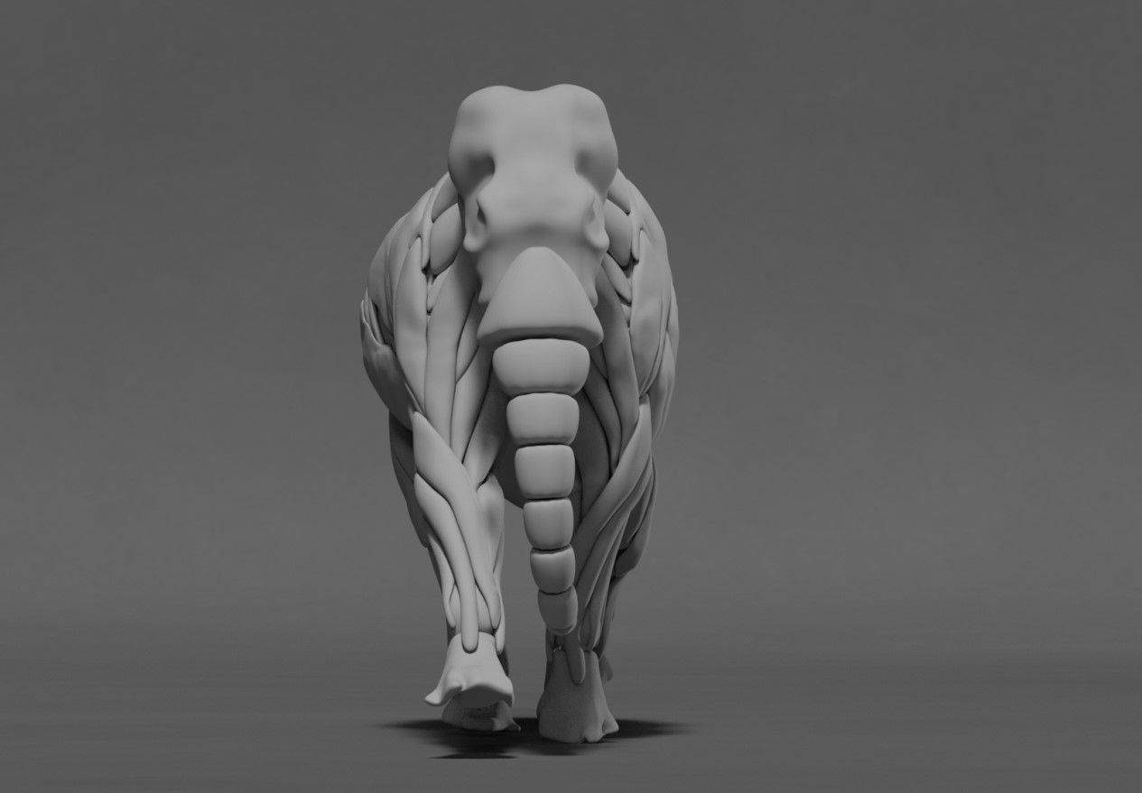 Elephant Skeleton and Muscle 3D model_2