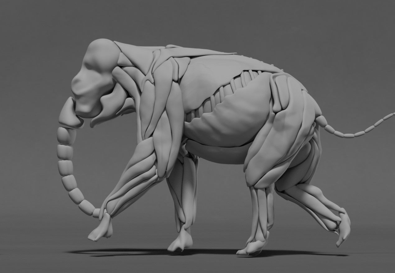 Elephant Skeleton and Muscle 3D model_3