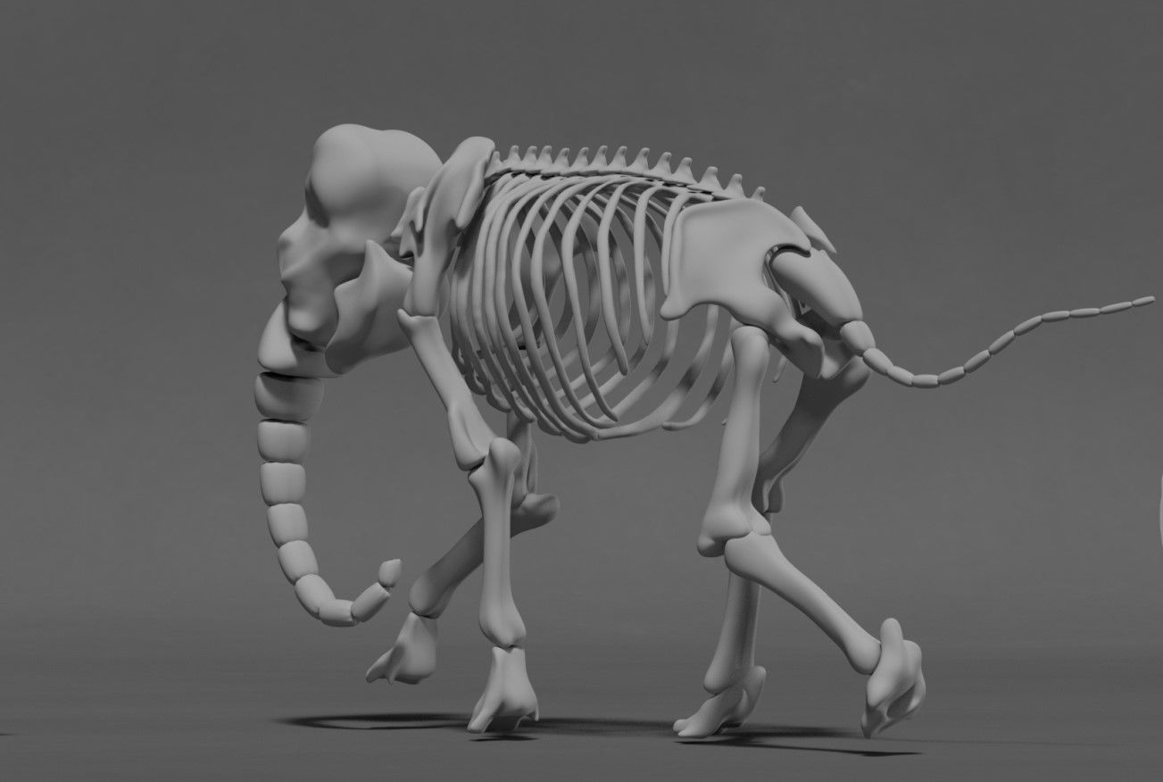 Elephant Skeleton 3D model_3