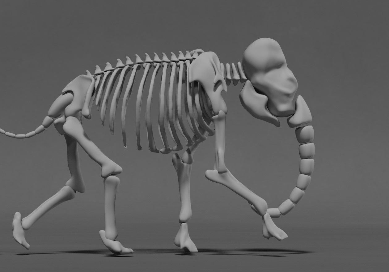 Elephant Skeleton 3D model_7