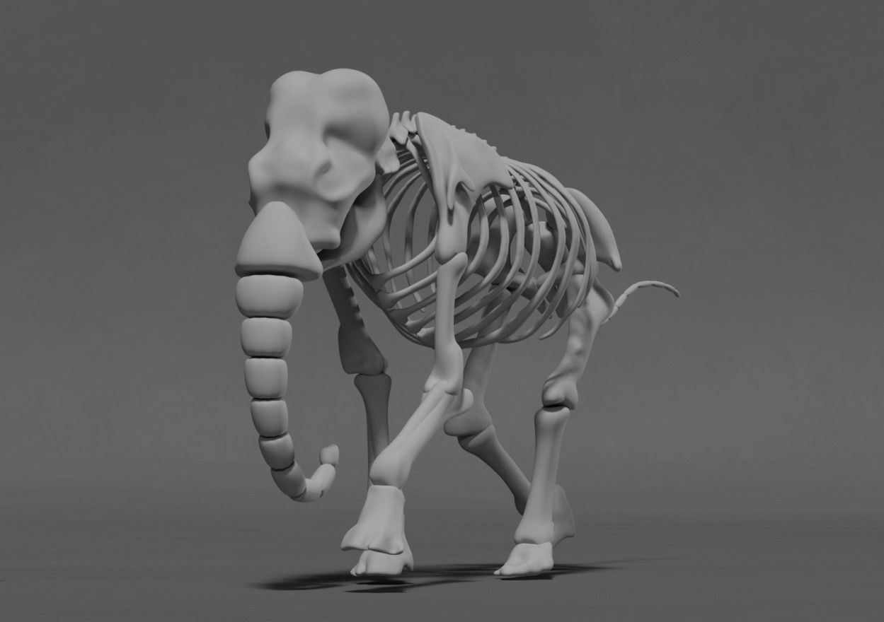 Elephant Skeleton 3D model_2